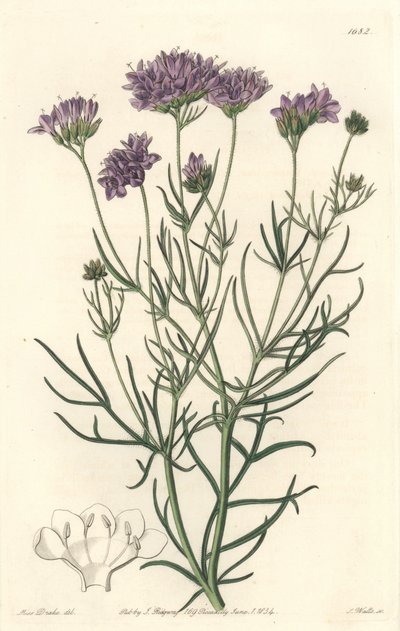 California Gilia - S. Watts Strong Vand efter en illustration af Sarah Anne Drake (1803-1857), fra Botanical Register af Sydenham Teast Edwards