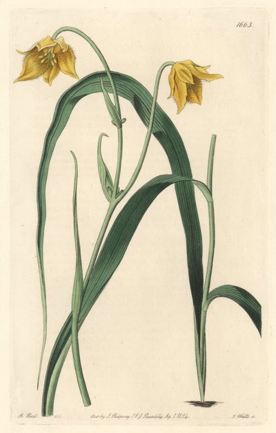 Calochortus (mariposa) eller cyclobothre med lysegule blomster, hjemmehørende i Mexico - Stærkt vand af S. Watts fra en illustration af Sarah Anne Drake (1803-1857), fra det botaniske register af Sydenham Teast Edwards