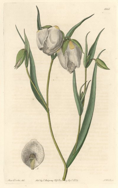 Calochorte (mariposa) eller hvidblomstret cyclobothre, hjemmehørende i Californien - S. Watts stærkt vand fra en illustration af Sarah Anne Drake (1803-1857), fra det botaniske register af Sydenham Teast Edwards