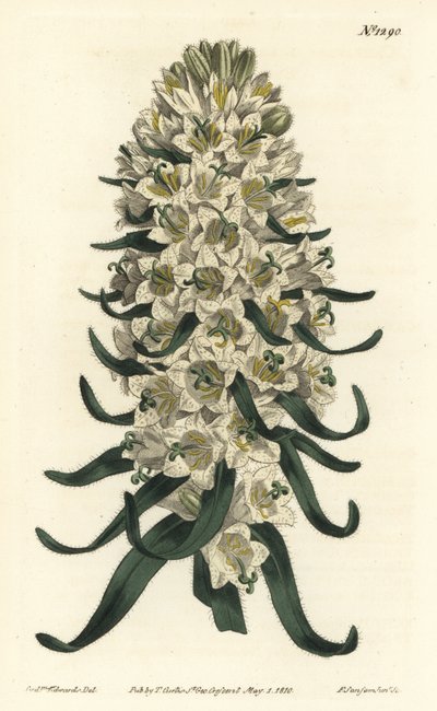 Campanula har smukke blomster - Pyrenæisk klokkeblomst, Campanula speciosa (Langpigget klokkeblomst, Campanula thyrsoidea). Håndfarvet kobberstik af F. Sansom Jr. efter en illustration af Sydenham Edwards fra William Curtis