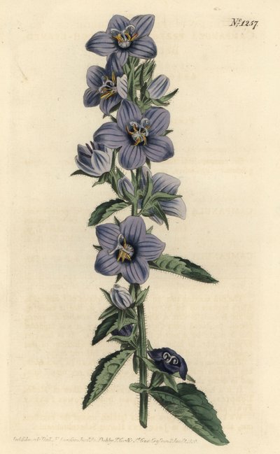 Campanule - Rubladet klokkeblomst, Campanula peregrina. Håndfarvet kobberstik af F. Sansom Jr. efter en illustration af Sydenham Edwards fra William Curtis