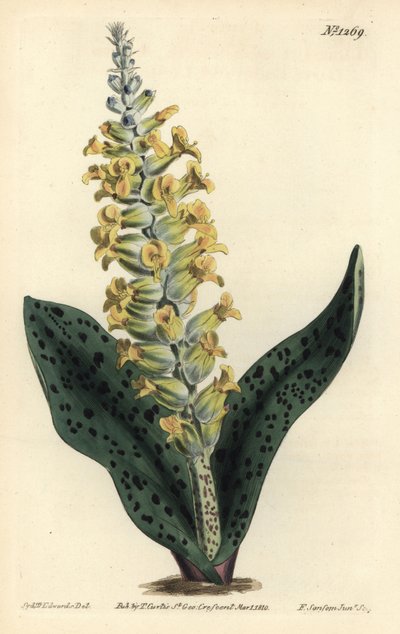 Cape Hyacinth (falsk orkidé) - Plettet blade orchis-lignende lachenalia, Lachenalia orchioides. Håndfarvet kobberstik af F. Sansom Jr. efter en illustration af Sydenham Edwards fra William Curtis