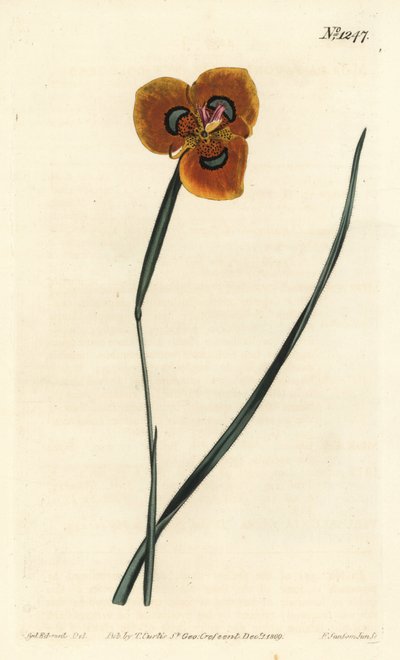 Cape Tulip - Orangefarvet moraea, Moraea tulbaghensis (Moraea pavonia). Håndfarvet kobberstik af F. Sansom Jr. efter en illustration af Sydenham Edwards fra William Curtis