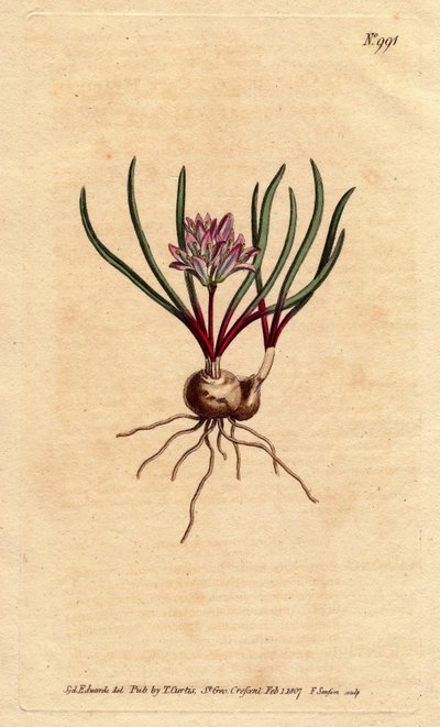 Kaphyacint, med løg, ecarlate blade og lyserød blomst. Cape Hyacinth, med løg, karminrøde blade og lyserøde blomster. Polyzena corymbosa (Massonia corymbosa). Håndfarvet kobberstik fra en botanisk illustration af Sydenham Edwards fr af Sydenham Teast Edwards
