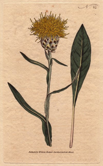 Centauree har pastelblade med gul luftig blomst. Orientalsk. Woadbladet centaurea med gule luftige blomster. En indfødt østen. Centaurea glastifolia. Håndfarvet kobberstik fra en botanisk illustration af Sydenham Edwards fra William af Sydenham Teast Edwards