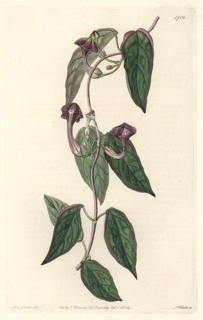 Ceropegia elegant, hjemmehørende i Indien - Strong water af S. Watts fra en illustration af Sarah Anne Drake (1803-1857), fra det botaniske register af Sydenham Teast Edwards