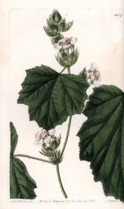 Chestnut vine - Plade graveret af S.Watts, fra en illustration af Sarah Anne Drake (1803-1857), fra Botanical Register of Sydenham Edwards (1768-1819), England af Sydenham Teast Edwards