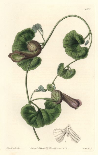 Chilenske Aristoloche eller Fox Ears - S. Watts Strong Water fra en illustration af Sarah Anne Drake (1803-1857), fra det botaniske register af Sydenham Teast Edwards