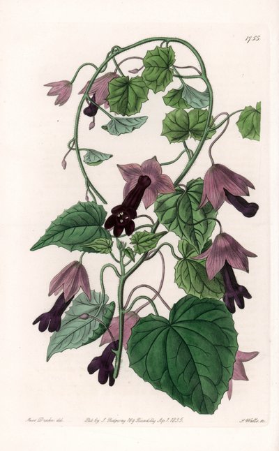 Kinesisk hat - Plade graveret af S.Watts, efter en illustration af Sarah Anne Drake (1803-1857), fra Sydenham Edwards