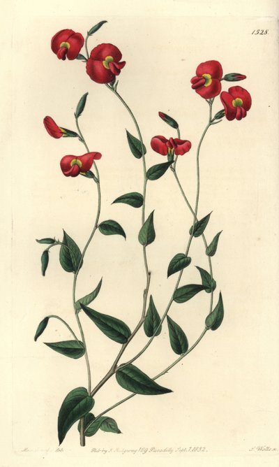 Chorizema ovatum (Ovat chorozema, Chorozema ovatum). Håndfarvet kobberstik af S. Watts efter en illustration af Miss Sarah Drake fra Sydenham Edwards
