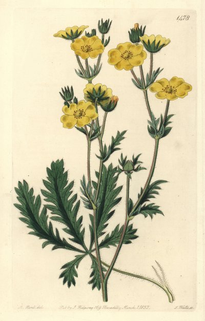 Cinquefoil dressee - Jagged-leaved cinquefoil, Potentilla laciniosa. Håndfarvet kobberstik af S. Watts efter en illustration af M. Hart fra Sydenham Edwards