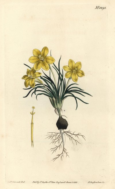 Urblomst, Moraea fugacissima (Smalbladet galakse, Galaxia graminea). Håndfarvet kobberstik af F. Sansom Jr. efter en illustration af Sydenham Edwards fra William Curtis