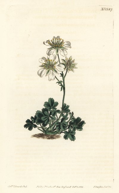 Clusius-kløverblad - Clusius-kløverblad, Potentilla clusiana. Håndkoloreret kobberstik af F. Sansom Jr. efter en illustration af Sydenham Edwards fra William Curtis