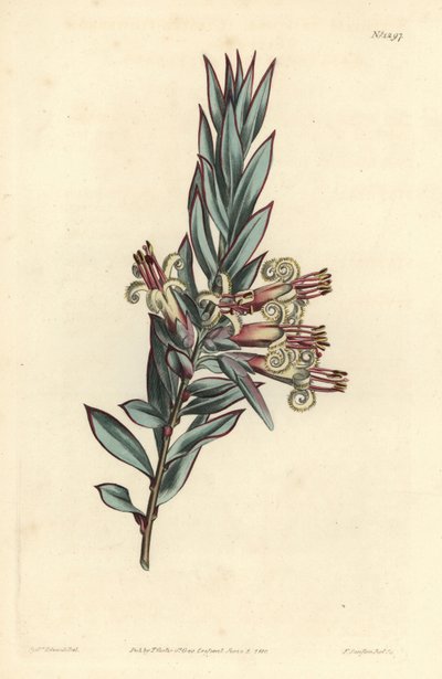 Klaseblomstret styphelia, Styphelia triflora. Håndfarvet kobberstik af F. Sansom Jr. efter en illustration af Sydenham Edwards fra William Curtis