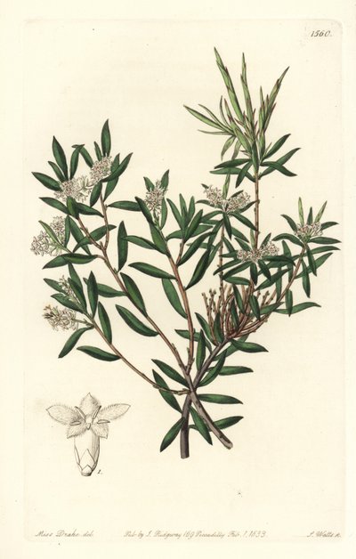 Kystskæg-hede eller småblomstret hvidskæg, Leucopogon parviflorus. Håndfarvet kobberstik af S. Watts efter en illustration af Miss Sarah Drake fra Sydenham Edwards