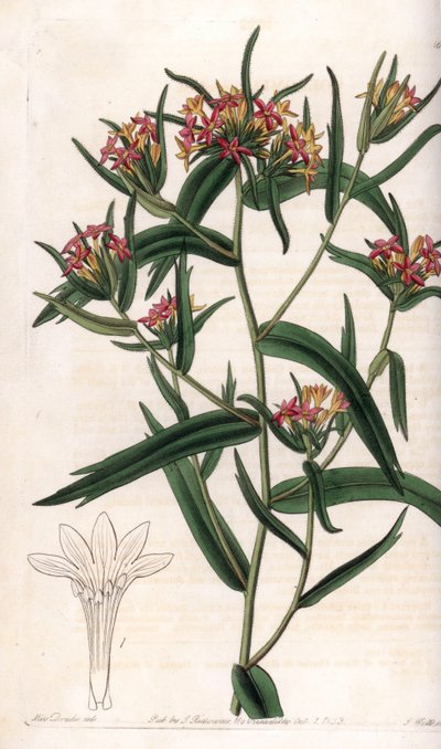 Collomia neon - Plade graveret af S.Watts, fra en illustration af Sarah Anne Drake (1803-1857), fra Botanical Register of Sydenham Edwards (1768-1819), England af Sydenham Teast Edwards