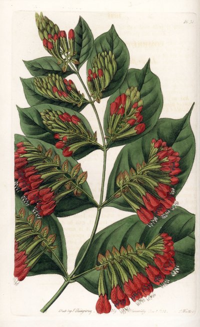 Combretum Variete, Red Flower Graphips - indgraveret af S.Watts, fra en illustration af Sarah Anne Drake (1803-1857), fra det botaniske register i Sydenham Edwards (1768-1819), England af Sydenham Teast Edwards