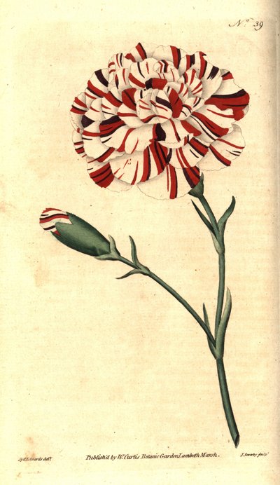 Almindelig nellike, blomsternelliker eller nelliker - Franklins tandsten, skarlagen bizar nellike, Dianthus caryophyllus. Håndfarvet kobberstik af James Sowerby efter en botanisk illustration af Sydenham Edwards fra William Curtis