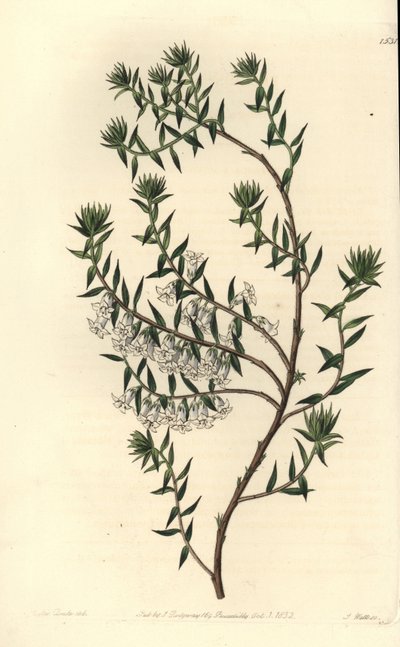 Almindelig hede, Epicris impressa (Sneet epacris, Epicris nivalis). Håndfarvet kobberstik af S. Watts efter en illustration af Miss Sarah Drake fra Sydenham Edwards