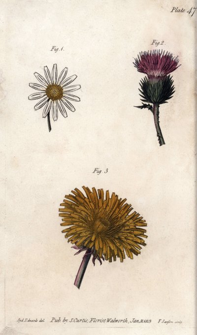 Sammensatte blomster: færdigpakke, æseltidsel (eller falsk acanth onopordum) og mælkebøtte. Farvet kobberstik, illustration af Sydenham Edwards (1768-1819) til Conferences of Botanical, Botanical Garden of Lambeth (England) af Sydenham Teast Edwards
