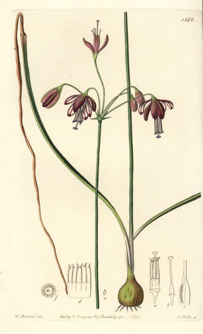 Koraller fra Mexico eller dråbe koraller - Koraldråber, Bessera elegans (hulbladet pharium, Pharium fistulosum). Håndfarvet kobberstik af S. Watts efter en illustration af William Herbert fra Sydenham Edwards