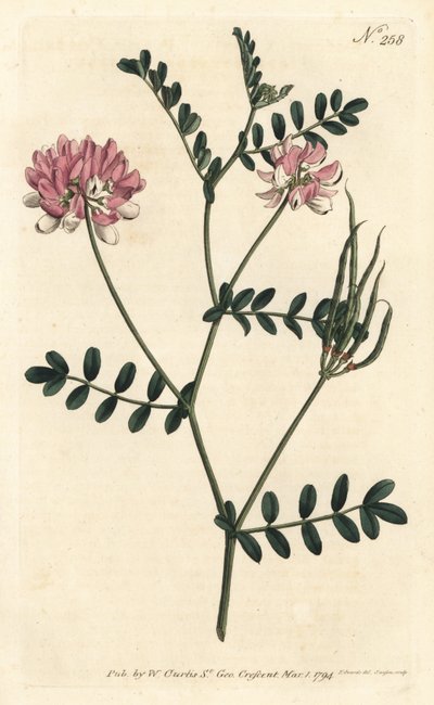 Coronilla bigaree - Lilla kronvikke, Securigera varia (Lilla coronilla, Coronilla varia). Håndfarvet kobberstik af Sansom efter en illustration af Sydenham Edwards fra William Curtis