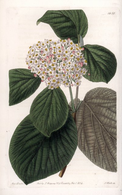 Cotton Viorne - Indgraveret tavle af S.Watts, fra en illustration af Sarah Anne Drake (1803-1857), fra Botanical Register of Sydenham Edwards (1768-1819), England af Sydenham Teast Edwards