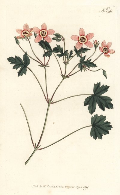 Tranenæb (eller storkenæb) - Kødfarvet tranesæb, Erodium incarnatum. Håndfarvet kobberstik af Sansom efter en illustration af Sydenham Edwards fra William Curtis