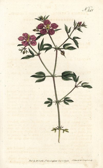 Kreta Fagonia - Kreta fagonia, Fagonia cretica. Håndkoloreret kobberstik af Sansom efter en illustration af Sydenham Edwards rom William Curtis