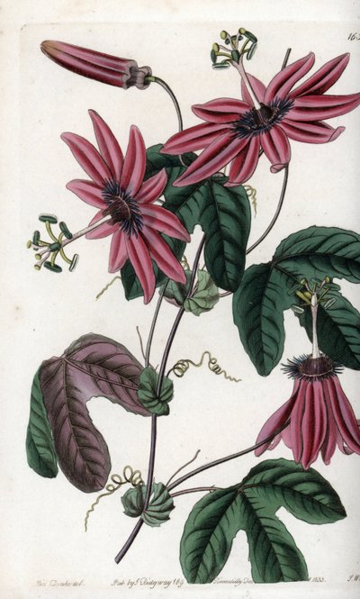 Crimson Passion - Plade graveret af S.Watts, fra en illustration af Sarah Anne Drake (1803-1857), fra Botanical Register of Sydenham Edwards (1768-1819), England af Sydenham Teast Edwards