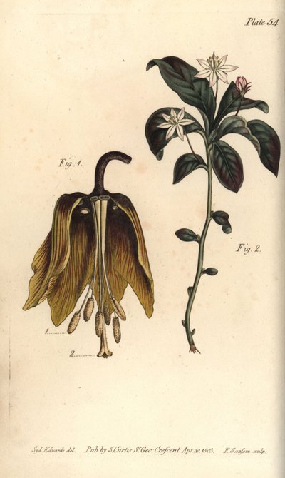 Krone kejserlig blomst, Fritillaria imperialis, Haustrria af Sydenham Teast Edwards