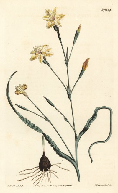 Krøllet bladmoraea, Moraea crispa. Håndfarvet kobberstik af F. Sansom Jr. efter en illustration af Sydenham Edwards fra William Curtis
