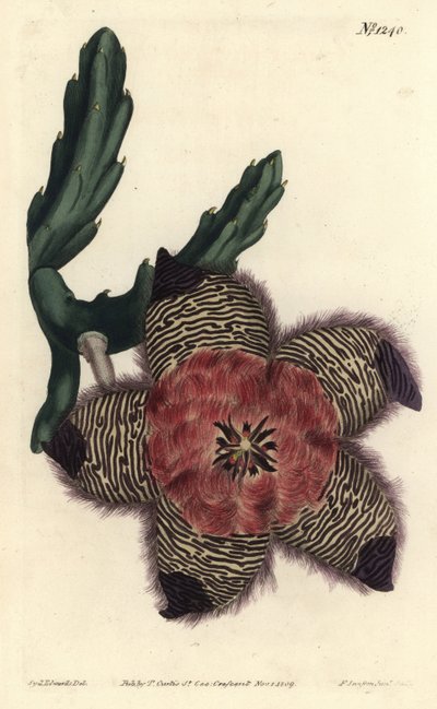 Polstret stapelia, Stapelia pulvinata. Håndfarvet kobberstik af F. Sansom Jr. efter en illustration af Sydenham Edwards fra William Curtis