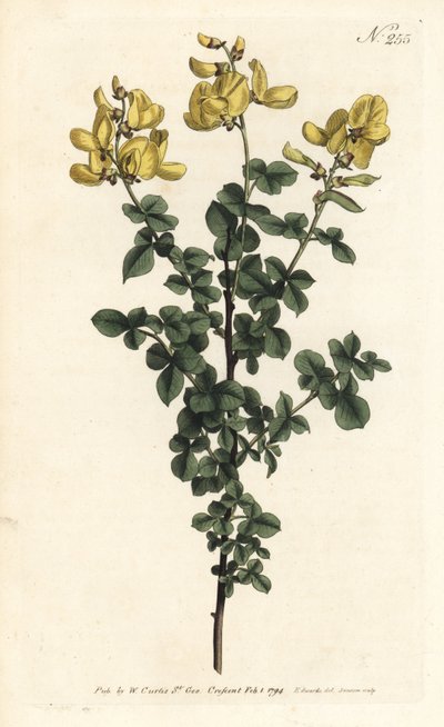 Cytisophyllum sessilifolium (Almindelig cytisus, Cytisus sessilifolius). Håndfarvet kobberstik af Sansom efter en illustration af Sydenham Edwards fra William Curtis