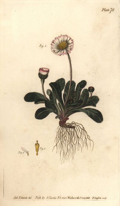 Tusindfryd, Bellis perennis, Polygamia superflua. Håndfarvet kobberstik af F. Sansom af en botanisk illustration af Sydenham Edwards til William Curtis
