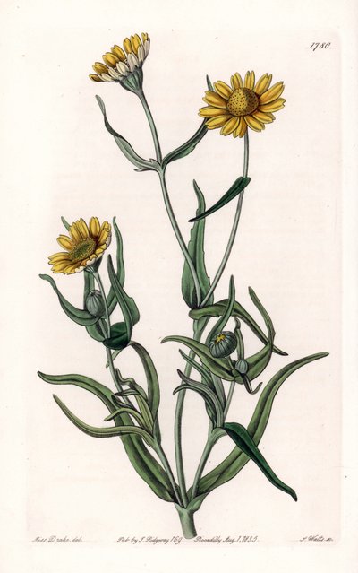 Daisy variete "guld", endemisk til Californien - graveret af S.Watts, fra en illustration af Sarah Anne Drake (1803-1857), fra Botanical Register of Sydenham Edwards (1768-1819), England af Sydenham Teast Edwards