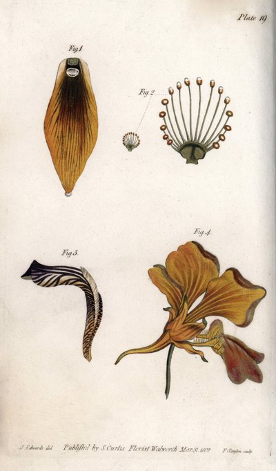 Detaljeret beskrivelse af stængel og krone af fritillary. Farvet kobberstik, illustration af Sydenham Edwards (1768-1819) til Conferences of Botanical, Botanical Garden of Lambeth (England) af Sydenham Teast Edwards