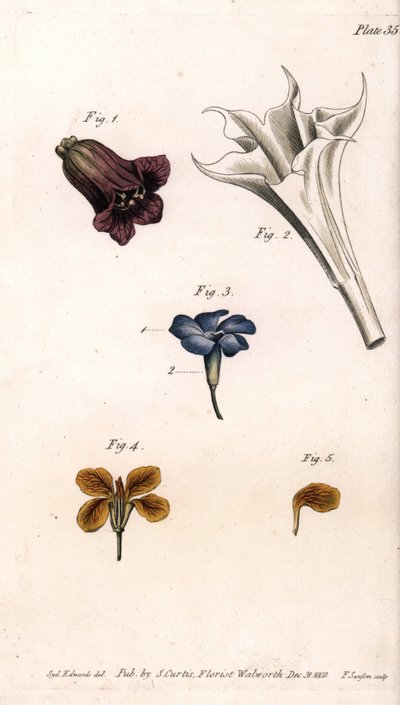 Forskellige corolles: belladonnaen, stramoine daturaen, den store periwinkle og væggenes girofle. Farvet kobberstik, illustration af Sydenham Edwards (1768-1819) til Conferences of Botanical, Botanical Garden of Lambeth (England) af Sydenham Teast Edwards