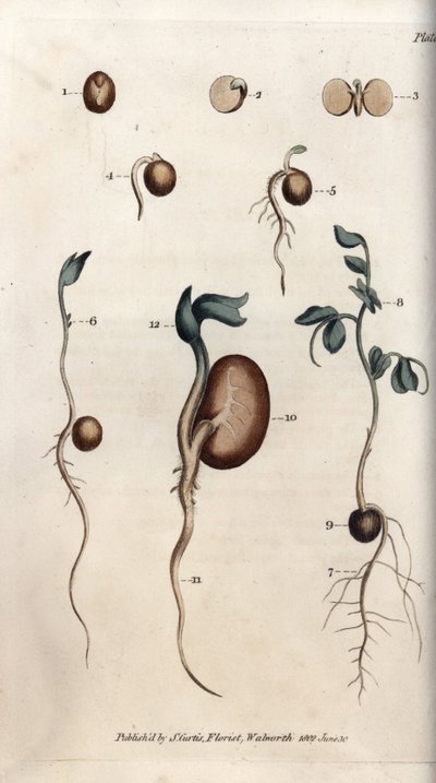 Forskellige spiretrin af ærtefrø og almindelig bønne. Farvet kobberstik, illustration af Sydenham Edwards (1768-1819) til Conferences of Botanical, Botanical Garden of Lambeth (England) af Sydenham Teast Edwards