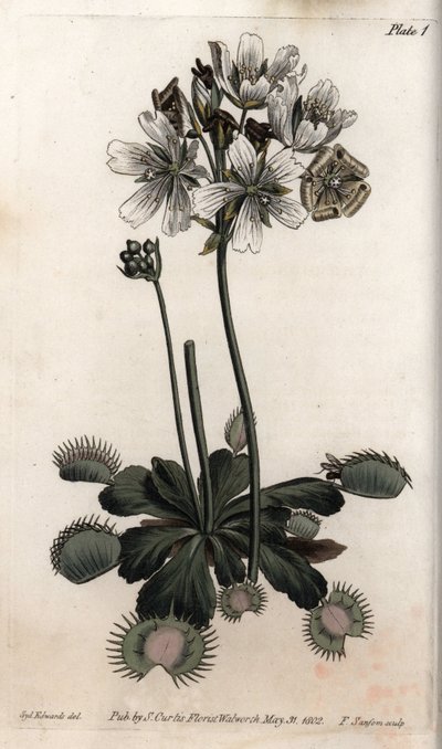 Dionee fanger flue eller ulvefælde. Farvet kobberstik, illustration af Sydenham Edwards (1768-1819) til Conferences of Botanical, Botanical Garden of Lambeth (England) af Sydenham Teast Edwards