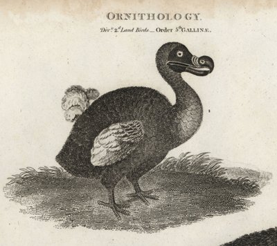 Dodo, Raphus cucullatus, uddød flyveløs fugl. Kobberstik af T. Milton efter en illustration af Sydenham Edwards fra Abraham Rees