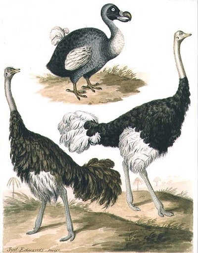 Dodo og struds (akvarel) af Sydenham Teast Edwards