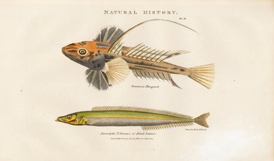 Dragonet og Sand Lance af Sydenham Teast Edwards