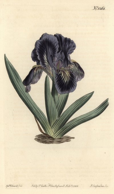 Dværg Iris - Iris x binata (Lilla-blåt dværgflag, Iris pumila var. violacea). Håndfarvet kobberstik af F. Sansom Jr. efter en illustration af Sydenham Edwards fra William Curtis