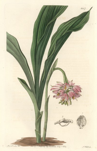 Earth Orchid, oprindeligt fra Sri Lanka - S. Watts Strong Water fra en illustration af Sarah Anne Drake (1803), fra det botaniske register af Sydenham Teast Edwards