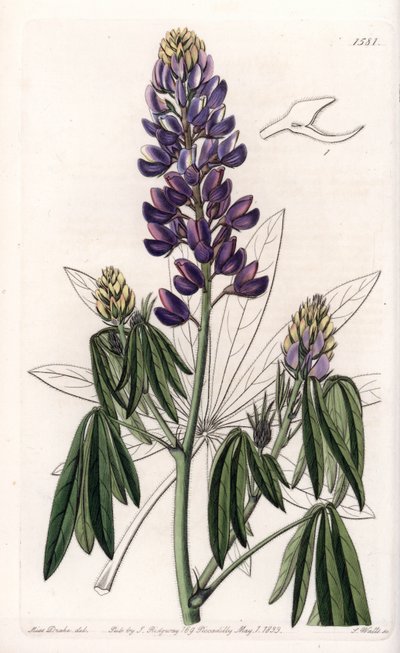 Elegant lupin eller lupin fra Mexico - graveret af S.Watts, fra en illustration af Sarah Anne Drake (1803-1857), fra Botanical Register of Sydenham Edwards (1768-1819), England af Sydenham Teast Edwards