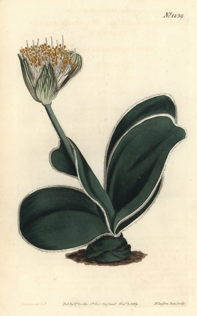 Elefantøre - Hvidblomstret Haemanthus, Haemanthus albiflos. Håndkoloreret kobberstik af F. Sansom Jr. efter en illustration af Sydenham Edwards fra William Curtis