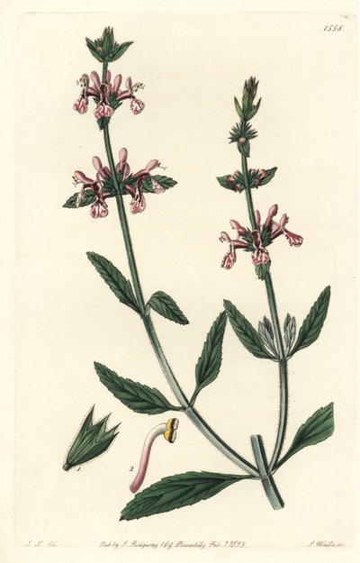 Epiary - Hvidstammede stachys, Stachys albicaulis. Håndfarvet kobberstik af S. Watts efter en illustration af John Lindley fra Sydenham Edwards