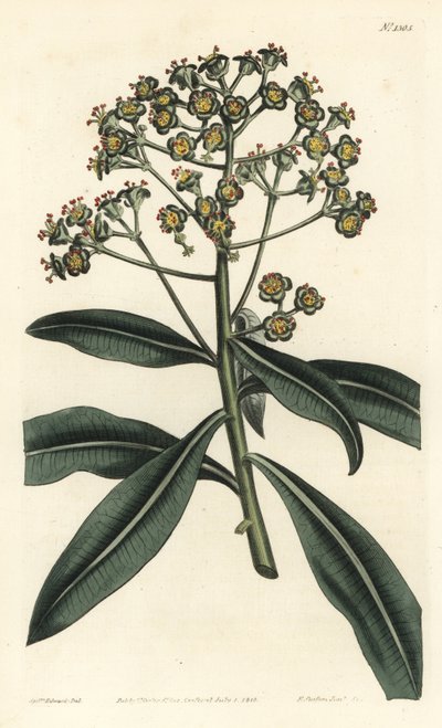 Euphorbe mellifere - Honningspore eller honningbærende euphorbia, Euphorbia mellifera. Håndfarvet kobberstik af F. Sansom Jr. efter en illustration af Sydenham Edwards fra William Curtis