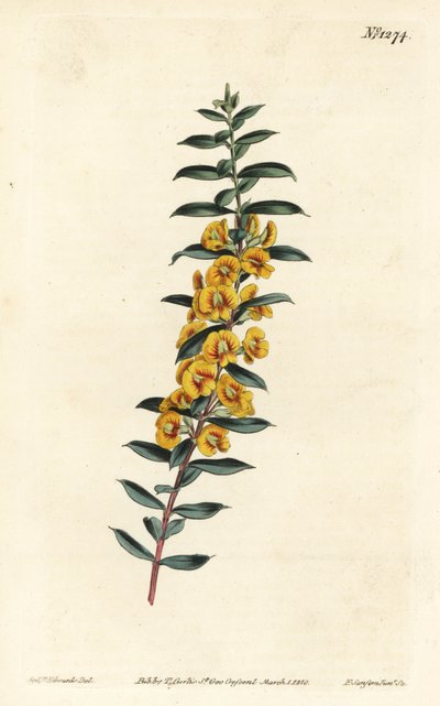 Eutaxia myrtifolia (Tværbladet dillwynia, Dillwynia obovata). Håndfarvet kobberstik af F. Sansom Jr. efter en illustration af Sydenham Edwards fra William Curtis